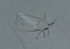 Spilosoma lubricipeda
